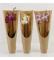 Phalaenopsis gemengd 2 tak gemengd ECO