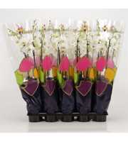 Phalaenopsis overig wit 2 tak wit in Supreme Selec