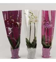 Phalaenopsis gemengd 2 tak mix in ton sur ton hoes