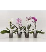 Phalaenopsis Elegant Cascade Unoboga Gemengd