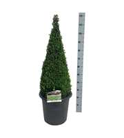 Buxus sempervirens