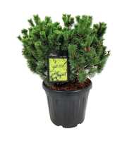 Pinus mugo 'Mumpitz'