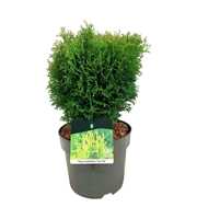 Thuja occ. 'Tiny Tim'