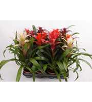 Guzmania mix (lange soorten)