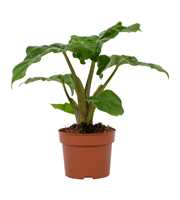 Alocasia Low Rider 12cm