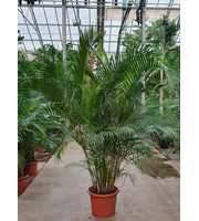 Dypsis lutescens (Areca)