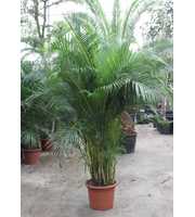 Dypsis lutescens (Areca)