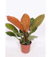 Philodendron Prince of Orange