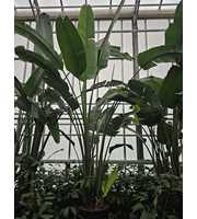 Strelitzia nicolai