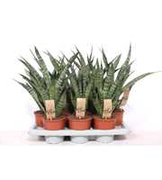 Sansevieria Diamond Green