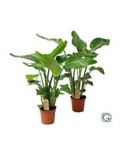 Strelitzia nicolai p17 3st