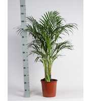 Dypsis Lutescens (Areca) P24 A2