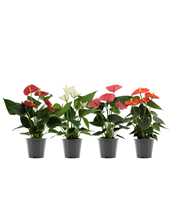 Anthurium 4 color mix in Transparant sleeve