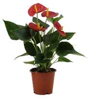 Anthurium Succcess Red in transparant sleeve