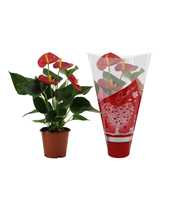 Anthurium Success Red in Couture hearts sleeve