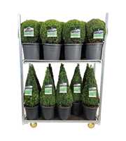 Buxus sempervirens