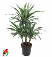 Dracaena Warneckei 45-carrousel