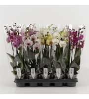 Phalaenopsis gemengd 4 tak gemengd compact