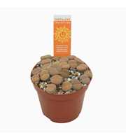 Levende stenen 8,5 cm Lithops leslei met etiket