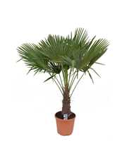 Trachycarpus fortunei P35