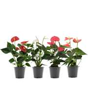 Anthurium 4 color mix in transparant sleeve