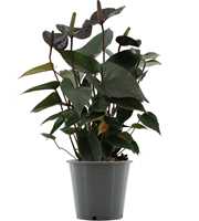 Anthurium Black Love in Transparant sleeve