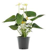 Anthurium Vanilla in transparant sleeve