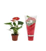 Anthurium Success Red in Couture sleeve