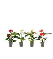 Anthurium Pearl 4 color mix in transparant sleeve