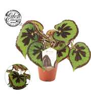 Begonia Masoniana Mountain 15cm Nederlands etiket