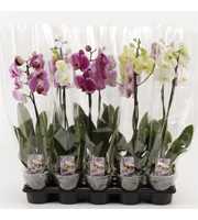 Phalaenopsis gemengd 1 Tak Mix A2