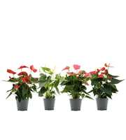 Anthurium 4 color mix in transparant sleeve