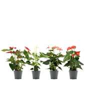 Anthurium 4 color mix in transparant sleeve