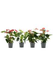 Anthurium 4 color mix in transparant sleeve