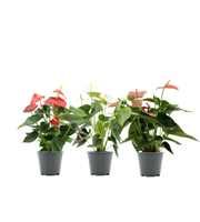 Anthurium 3 color mix in Transparant sleeve