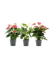 Anthurium 3 color mix in transparant sleeve