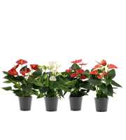 Anthurium 4 color mix in transparant sleeve