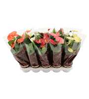 Anthurium 4 color mix in Couture Diamond sleeve