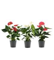 Anthurium 3 color mix in transparant sleeve