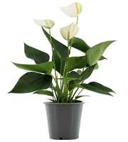 Anthurium Elido in transparant sleeve