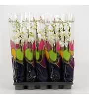 Phalaenopsis overig wit 3 tak wit in Supreme Selec