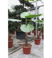 Alocasia macrorrhiza