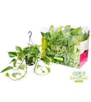 Epipremnum Pinnatum Marble Queen - Hangpot