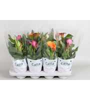 Zantedeschia gemengd Castlemix