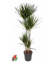 Dracaena Marginata 90-60-30-15