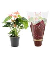 Anthurium Spirit in Couture Diamond sleeve