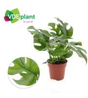 Monstera Minima