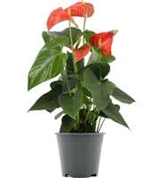 Anthurium Prince of Orange in transparant sleeve