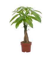 Pachira Aquatica 12cm