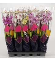 Phalaenopsis gemengd 4 tak gemengd in Supreme Sele
